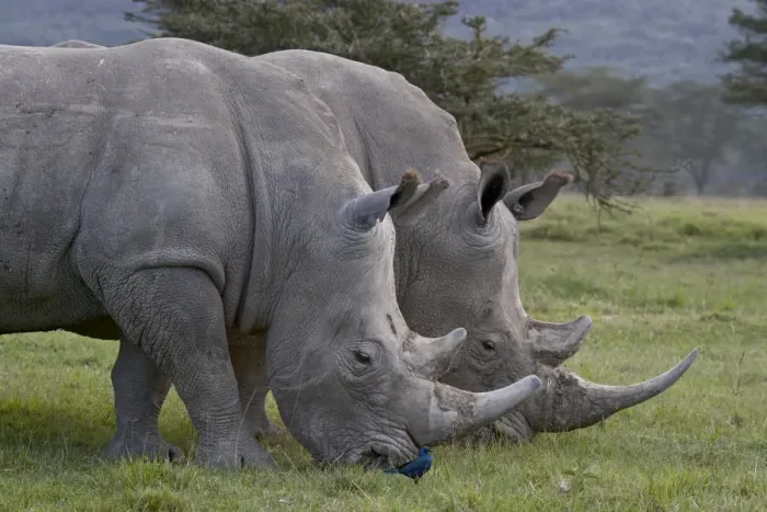Framed Print : White rhinoceros (Ceratotherium simum) pair, Lake Nakuru National Park Framed Print : White rhinoceros (Ceratotherium simum) pair, Lake Nakuru National Park