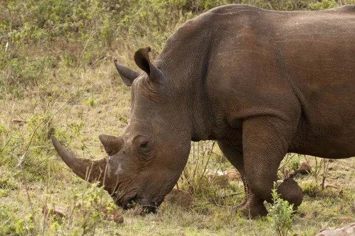 Framed Print : White rhinoceros (Cerototherium simium), Masai Mara, Kenya, East Africa, Africa Framed Print : White rhinoceros (Cerototherium simium), Masai Mara, Kenya, East Africa, Africa