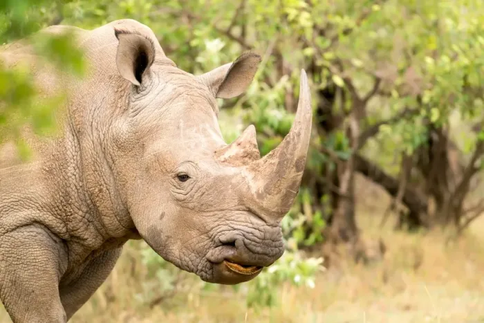 Framed Print : White rhinoceros, Masai Mara, Kenya, East Africa, Africa Framed Print : White rhinoceros, Masai Mara, Kenya, East Africa, Africa