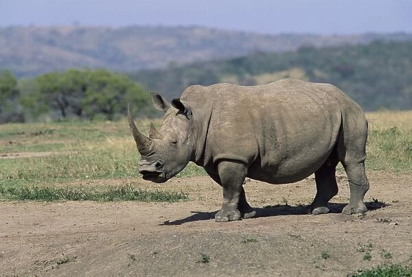 White rhinoceros (rhino)