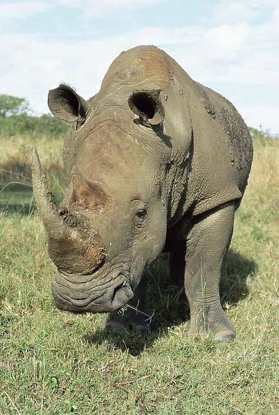 White rhinoceros (rhino)