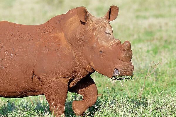 White rhinoceros (white rhino) (square-lipped rhinoceros) (Ceratotherium simum) covered with red soil, Kwazulu Natal Province, South Africa, Africa