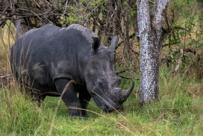 Framed Print : White Rhinoceros at Ziwa Rhino Sanctuary, Uganda, East Africa, Africa Framed Print : White Rhinoceros at Ziwa Rhino Sanctuary, Uganda, East Africa, Africa