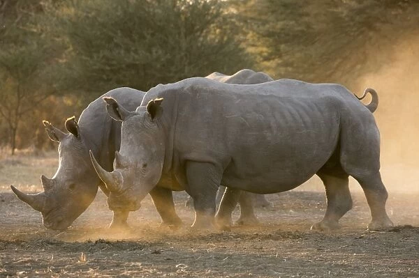 Two white rhinoceroses (Ceratotherium simum) walking in the dust at sunset, Botswana