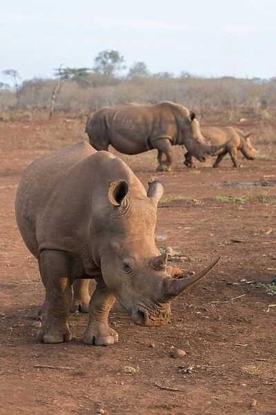 White rhinos (Ceratotherium simum), Zimanga private game reserve, KwaZulu-Natal, South Africa