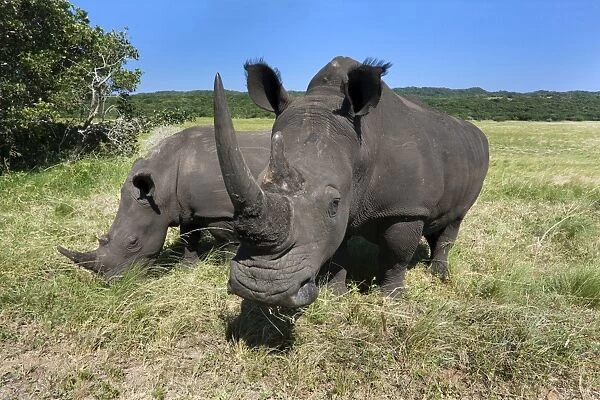 White rhinos (Ceratotherium simum), Isimangaliso Wetland Park, KwaZulu Natal