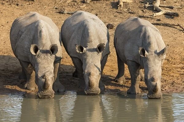 White rhinos (Ceratotherium simum) drinking, Kumasinga water hole, Mkhuze game reserve