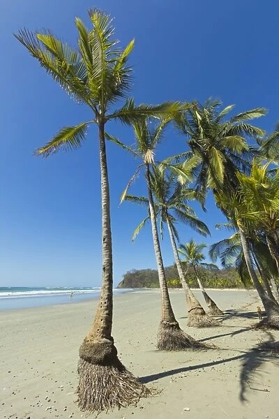 The white sand palm-fringed beach at this laid-back village & resort;Samara, Guanacaste Province, Nicoya Peninsula, Costa Rica, Central America