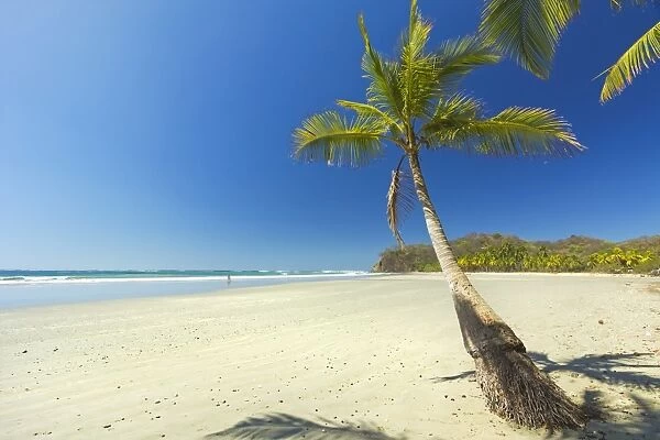 The white sand palm-fringed beach at this laid-back village and resort, Samara, Nicoya Peninsula, Guanacaste Province, Costa Rica, Central America