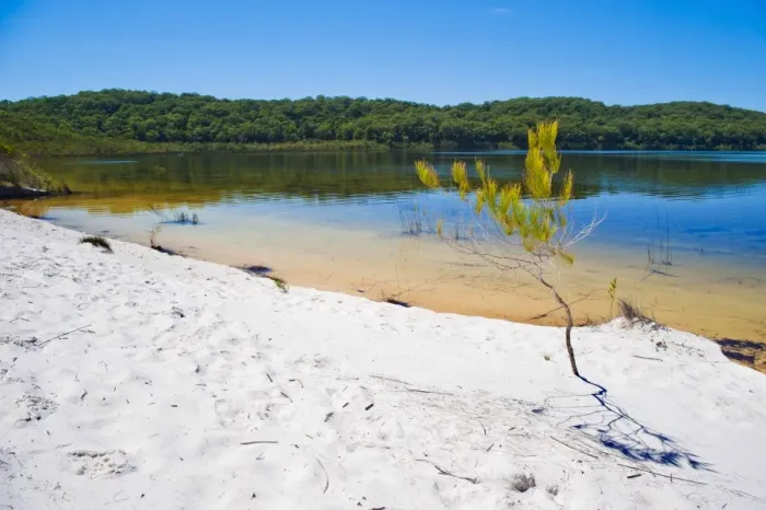 Framed Print : White sandy beach at Lake McKenzie, Fraser Island, UNESCO World Heritage Site, Queensland, Australia, Pacific