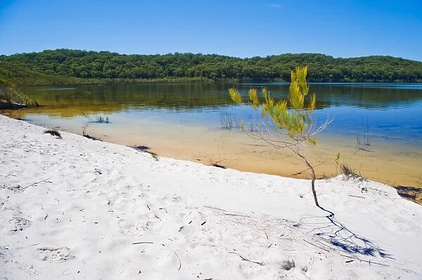 White sandy beach at Lake McKenzie, Fraser Island, UNESCO World Heritage Site, Queensland, Australia, Pacific