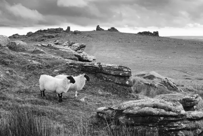 Framed Print : Two white sheep below Staple Tor near Merrivale, Dartmoor National Park, Devon, England Framed Print : Two white sheep below Staple Tor near Merrivale, Dartmoor National Park, Devon, England