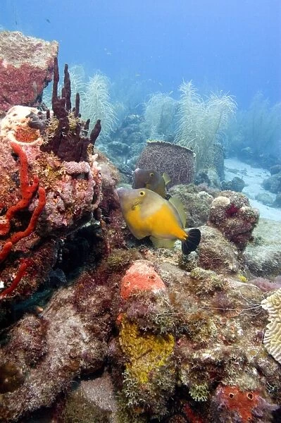 White spotted filefish (Cantherhines macrocerus), St. Lucia, West Indies, Caribbean, Central America