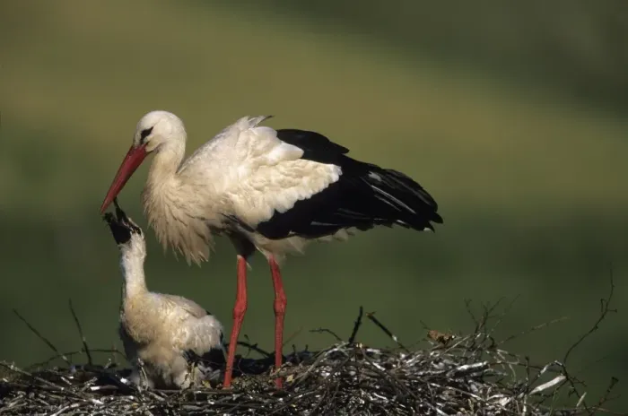 Framed Print : White Stork