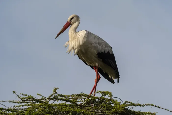 Framed Print : White stork (Ciconia ciconia), Ndutu, Ngorongoro Conservation Area, Serengeti, Tanzania
