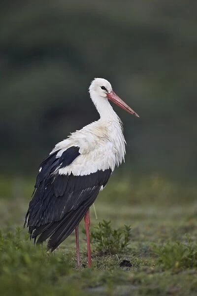 White stork (Ciconia ciconia), Serengeti National Park, Tanzania, East Africa, Africa