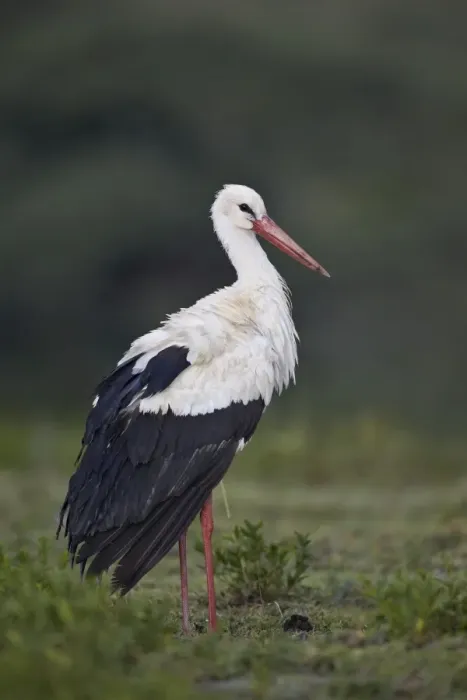 Framed Print : White stork (Ciconia ciconia), Serengeti National Park, Tanzania, East Africa, Africa