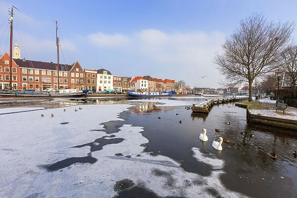 White swans in the frozen water of Spaarne river canal, Haarlem, Amsterdam district