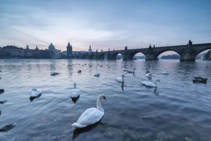Framed Print : White swans on the Vltava River and the historical Charles Bridge at sunrise, UNESCO Framed Print : White swans on the Vltava River and the historical Charles Bridge at sunrise, UNESCO