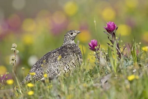 White-tailed ptarmigan (Lagopus leucurus) hen among wildflowers, Uncompahgre National Forest