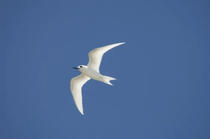 Framed Print : White tern Framed Print : White tern