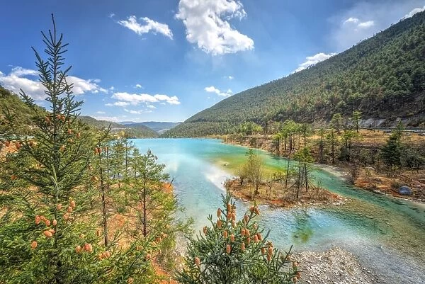 White Water River and pine trees, 25km north of Lijiang. Yunnan, China, Asia