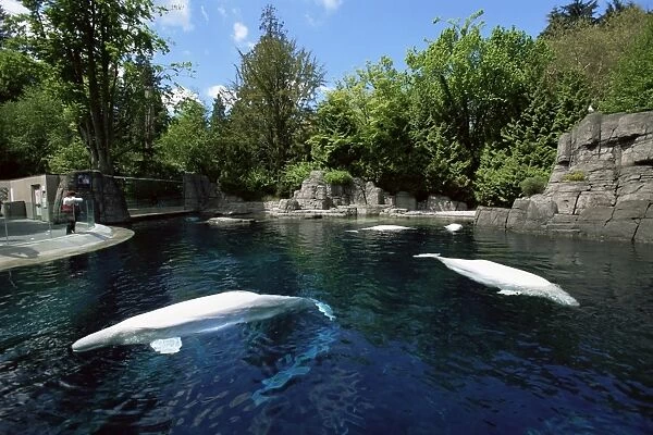 White whale at the Aquarium, Vancouver, British Columbia, Canada, North America