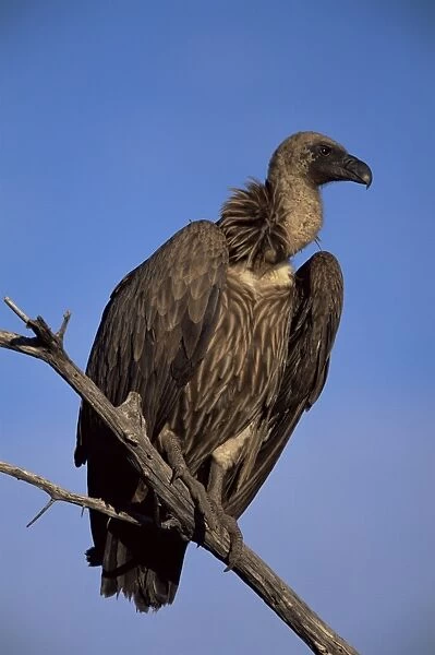 Whitebacked vulture (Gyps africanus)