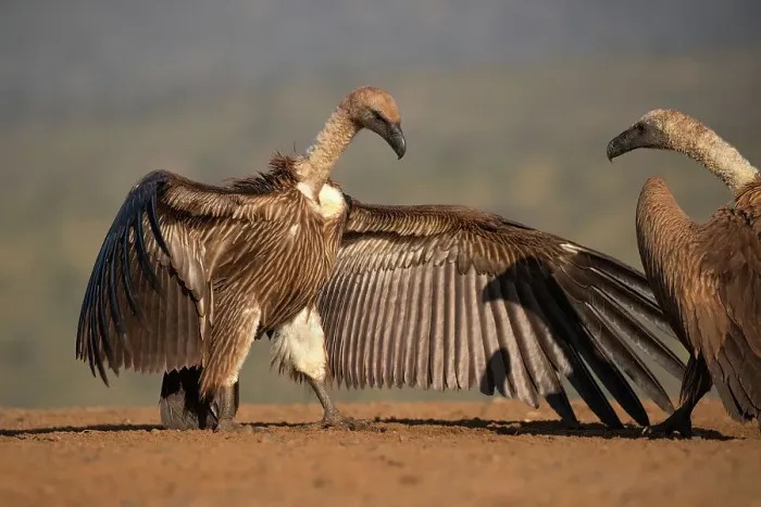 Framed Print : Whitebacked vulture (Gyps africanus) threat display, Zimanga Game Reserve, KwaZulu-Natal, South Africa, Africa Framed Print : Whitebacked vulture (Gyps africanus) threat display, Zimanga Game Reserve, KwaZulu-Natal, South Africa, Africa