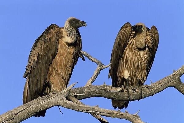 Two whitebacked vultures