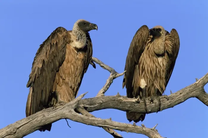 Framed Print : Two whitebacked vultures Framed Print : Two whitebacked vultures