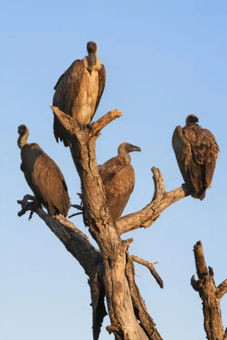 Framed Print : Whitebacked vultures (Gyps africanus), Kruger National Park Park, South Africa, Africa Framed Print : Whitebacked vultures (Gyps africanus), Kruger National Park Park, South Africa, Africa