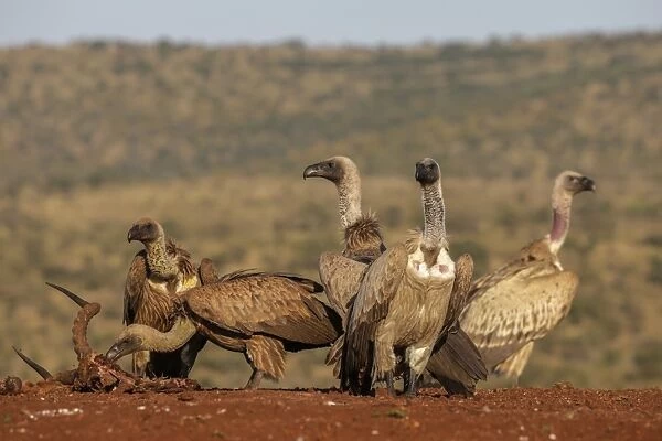 Whitebacked vultures (Gyps africanus) at carcass, Zimanga Private Game Reserve, KwaZulu-Natal
