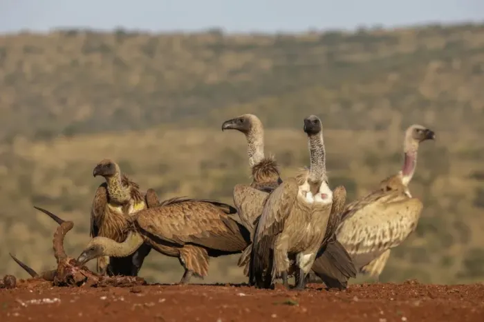 Framed Print : Whitebacked vultures (Gyps africanus) at carcass, Zimanga Private Game Reserve, KwaZulu-Natal