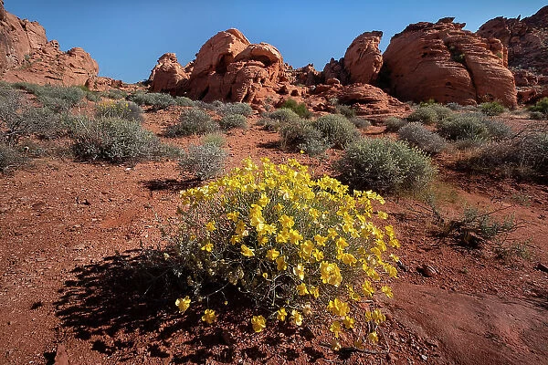 Whitestem Paperflower (Psilostrophe cooperi) (Cooper's Paperflower) (Paper Daisy) (Paper Flower), in desert environment, Valley of Fire State Park, Nevada, United States of America, North America