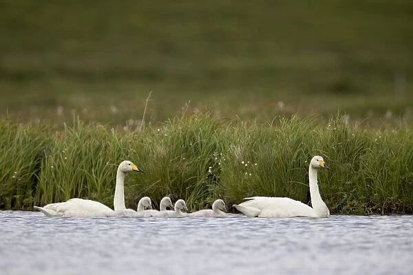 Whooper Swan (Cygnus cygnus) and four cygnets swimming, Iceland, Polar Regions