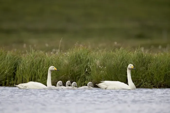 Framed Print : Whooper Swan (Cygnus cygnus) and four cygnets swimming, Iceland, Polar Regions Framed Print : Whooper Swan (Cygnus cygnus) and four cygnets swimming, Iceland, Polar Regions