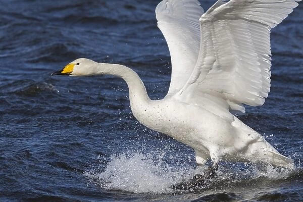 Whooper swan (Cygnus cygnus) flying down on to the water, Welney Wildfowl and Wetlands