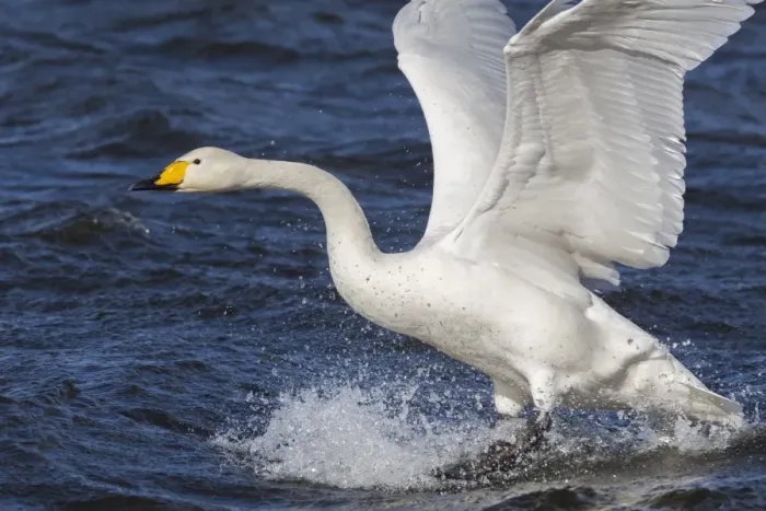 Framed Print : Whooper swan (Cygnus cygnus) flying down on to the water, Welney Wildfowl and Wetlands Framed Print : Whooper swan (Cygnus cygnus) flying down on to the water, Welney Wildfowl and Wetlands