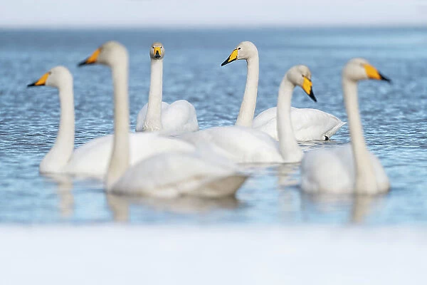 Whooper swan (Cygnus cygnus) group in partially frozen lake, Finland, Europe