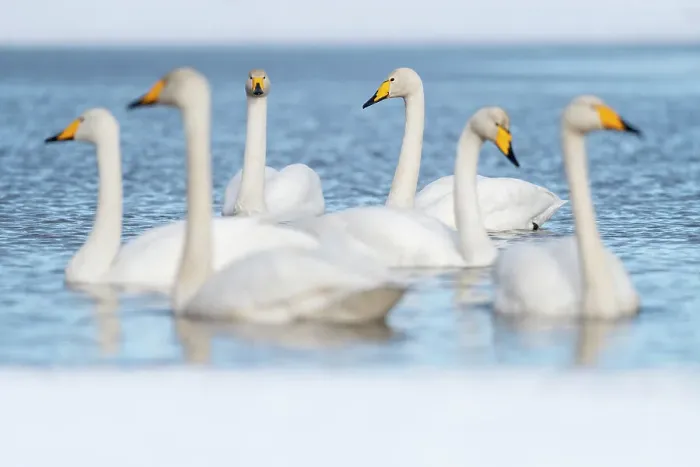 Framed Print : Whooper swan (Cygnus cygnus) group in partially frozen lake, Finland, Europe Framed Print : Whooper swan (Cygnus cygnus) group in partially frozen lake, Finland, Europe