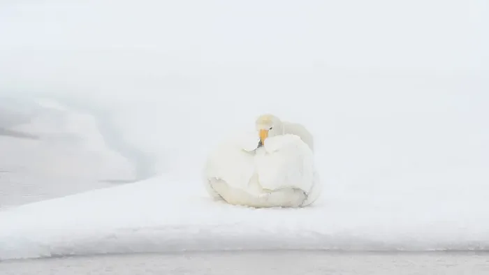 Framed Print : Whooper Swan (Cygnus cygnus), Kussaro Lake, Hokkaido, Japan, Asia Framed Print : Whooper Swan (Cygnus cygnus), Kussaro Lake, Hokkaido, Japan, Asia