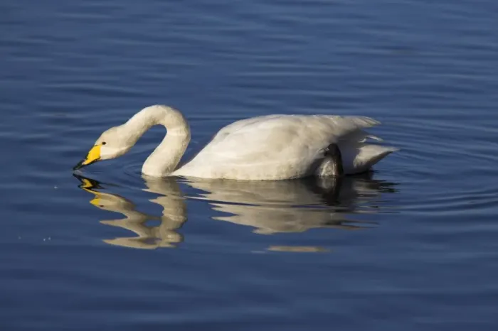 Framed Print : Whooper swan, Cygnus cygnus, at Martin Mere Wildfowl and Wetland Centre Framed Print : Whooper swan, Cygnus cygnus, at Martin Mere Wildfowl and Wetland Centre