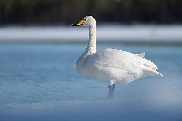 Whooper swan (Cygnus cygnus) standing on edge of partially frozen lake, Finland, Europe