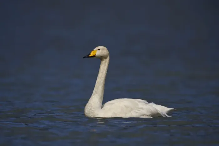 Framed Print : Whooper Swan (Cygnus cygnus) swimming, Iceland, Polar Regions Framed Print : Whooper Swan (Cygnus cygnus) swimming, Iceland, Polar Regions