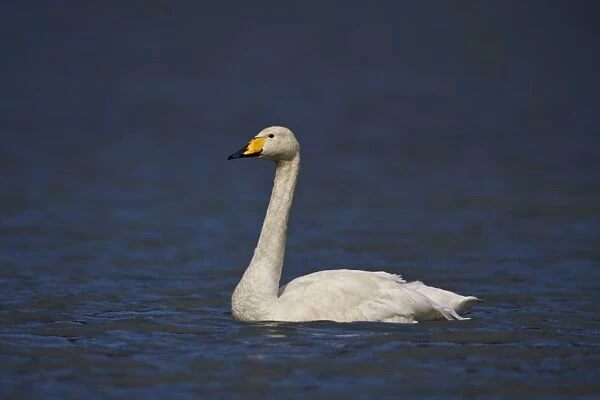 Whooper Swan (Cygnus cygnus) swimming, Iceland, Polar Regions