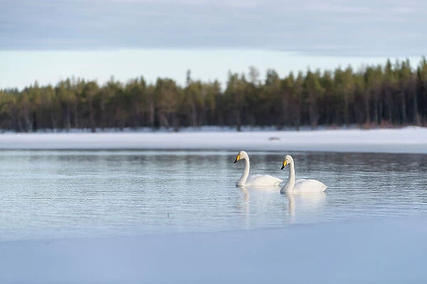 Whooper swan (Cygnus cygnus) swimming in lake, Finland, Europe