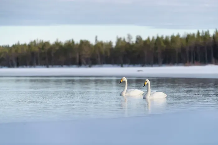 Framed Print : Whooper swan (Cygnus cygnus) swimming in lake, Finland, Europe Framed Print : Whooper swan (Cygnus cygnus) swimming in lake, Finland, Europe