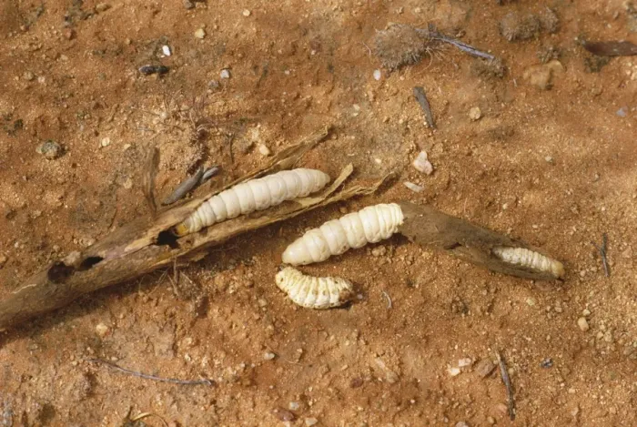 Framed Print : Wichetty grubs, eaten by Aborigines, Northern Territory, Australia, Pacific Framed Print : Wichetty grubs, eaten by Aborigines, Northern Territory, Australia, Pacific