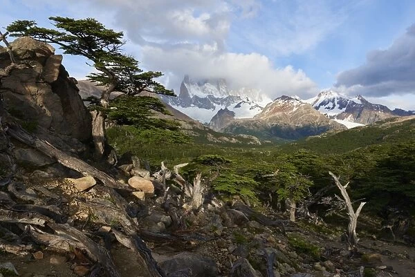 Wide angle landscape featuring Monte Fitz Roy in the background and tree in the foreground